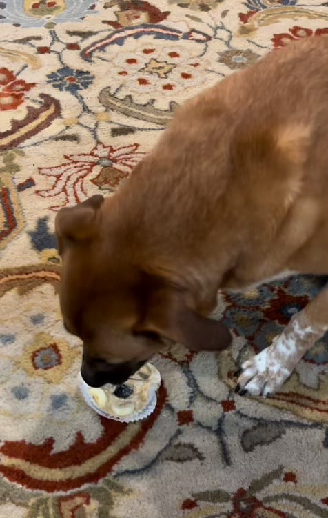 Fresh made Dog Treat